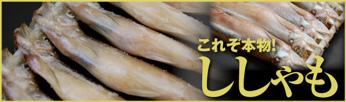 これぞ本物!ししゃも