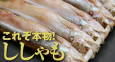 これぞ本物! ししゃも