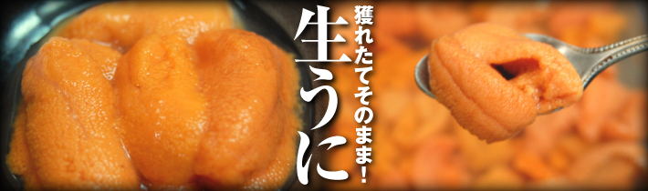獲れたてそのまま!生うに